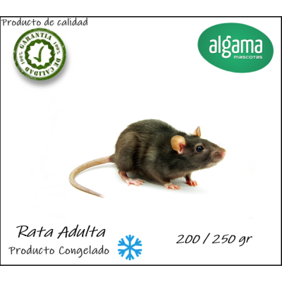 Rata de Laboratorio Adulta (Producto Congelado) 